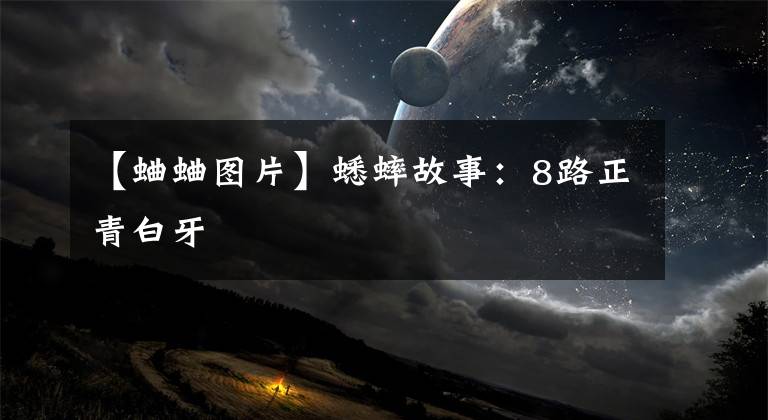 【蛐蛐图片】蟋蟀故事：8路正青白牙