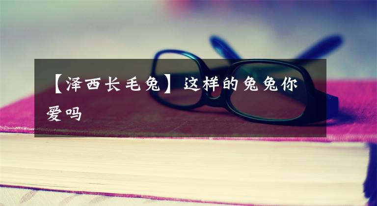 【泽西长毛兔】这样的兔兔你爱吗