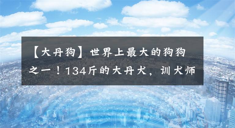 【大丹狗】世界上最大的狗狗之一！134斤的大丹犬，训犬师要怎么训练？