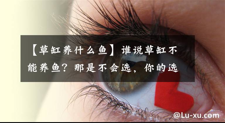 【草缸养什么鱼】谁说草缸不能养鱼？那是不会选，你的选择就决定了成败