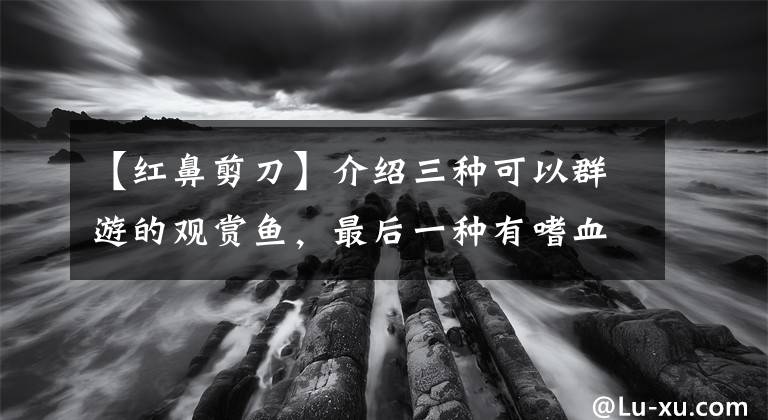 【红鼻剪刀】介绍三种可以群游的观赏鱼，最后一种有嗜血性，不在灯科鱼之列