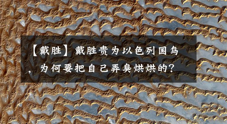 【戴胜】戴胜贵为以色列国鸟，为何要把自己弄臭烘烘的？竟是为了后代存活