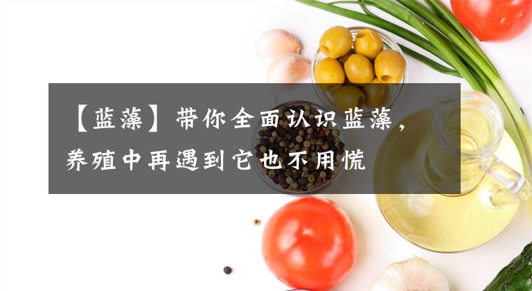 【蓝藻】带你全面认识蓝藻，养殖中再遇到它也不用慌
