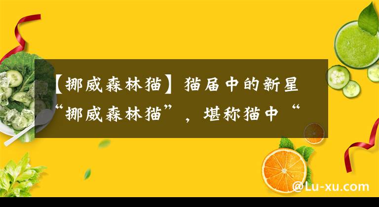 【挪威森林猫】猫届中的新星“挪威森林猫”，堪称猫中“贵族”，气质满满