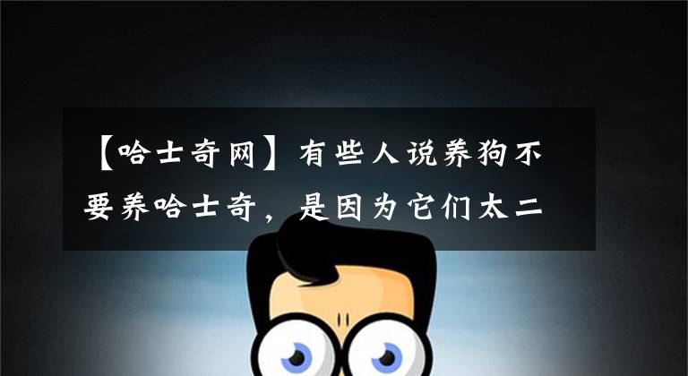 【哈士奇网】有些人说养狗不要养哈士奇，是因为它们太二了吗？