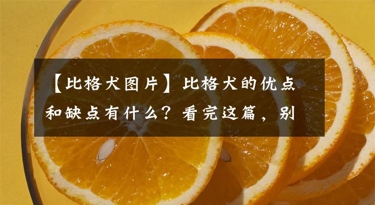 【比格犬图片】比格犬的优点和缺点有什么？看完这篇，别成为下一个比格犬受害者
