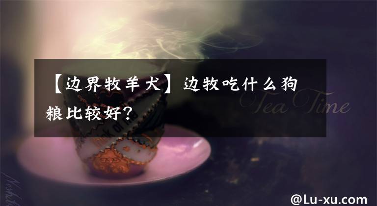 【边界牧羊犬】边牧吃什么狗粮比较好？