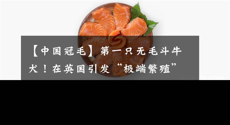 【中国冠毛】第一只无毛斗牛犬！在英国引发“极端繁殖”的担忧