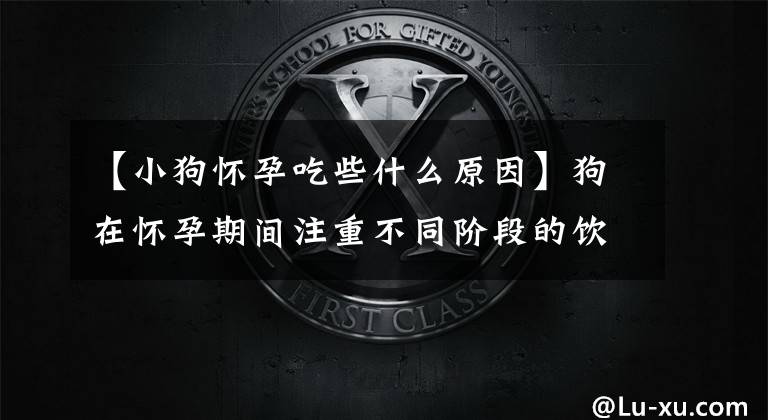 【小狗怀孕吃些什么原因】狗在怀孕期间注重不同阶段的饮食疗法。
