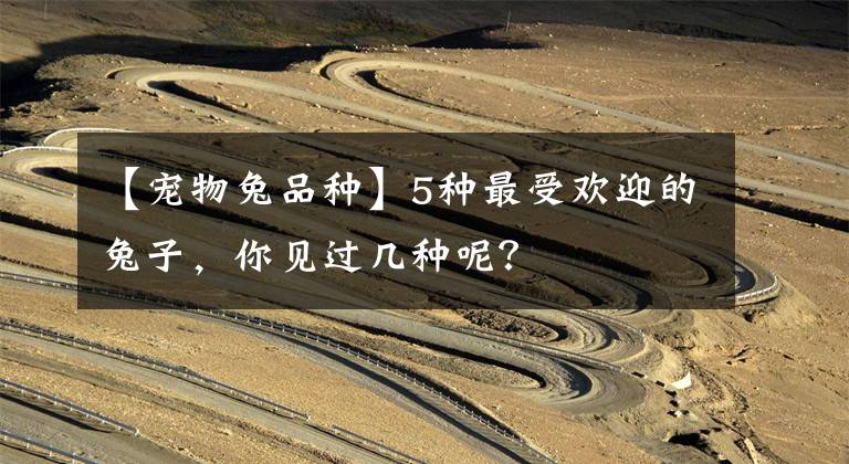 【宠物兔品种】5种最受欢迎的兔子，你见过几种呢？
