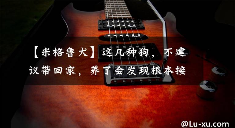 【米格鲁犬】这几种狗，不建议带回家，养了会发现根本接受不了