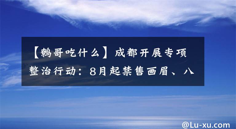 【鹩哥吃什么】成都开展专项整治行动：8月起禁售画眉、八哥、鹩哥