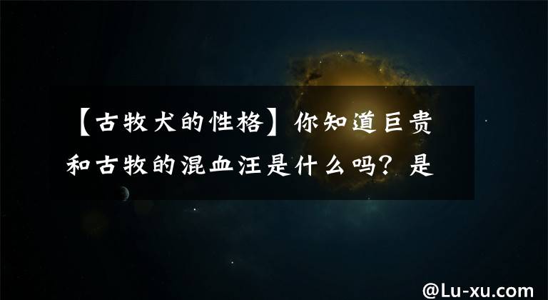 【古牧犬的性格】你知道巨贵和古牧的混血汪是什么吗？是史努比啊！