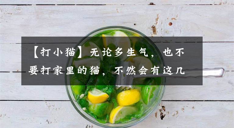 【打小猫】无论多生气，也不要打家里的猫，不然会有这几种后果