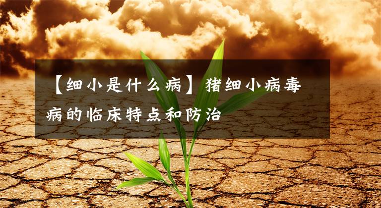 【细小是什么病】猪细小病毒病的临床特点和防治