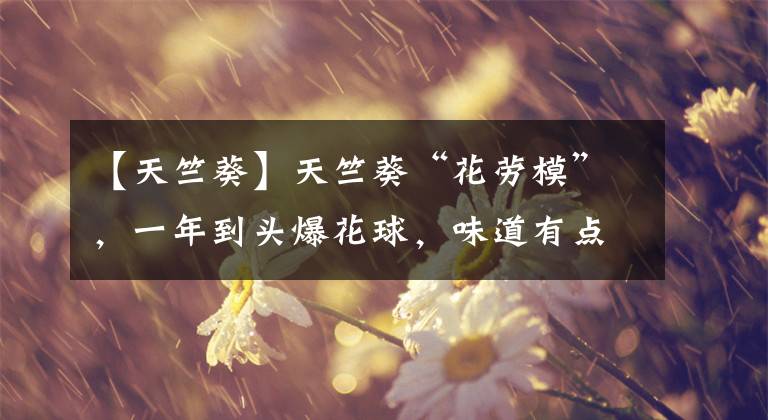 【天竺葵】天竺葵“花劳模”，一年到头爆花球，味道有点臭，蚊虫不敢来
