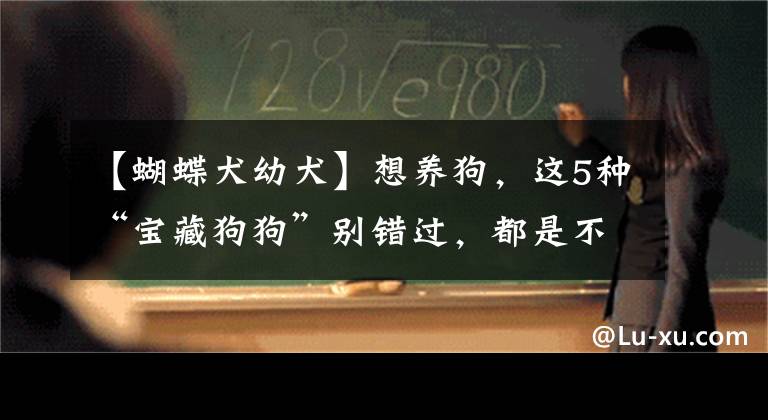 【蝴蝶犬幼犬】想养狗，这5种“宝藏狗狗”别错过，都是不掉毛、体味小