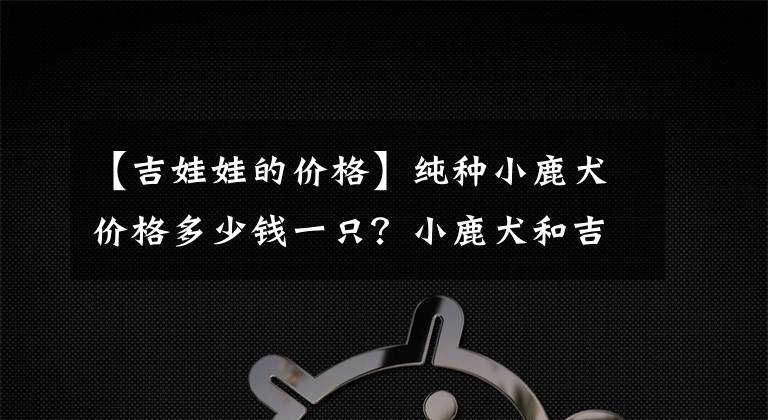 【吉娃娃的价格】纯种小鹿犬价格多少钱一只？小鹿犬和吉娃娃的区别？