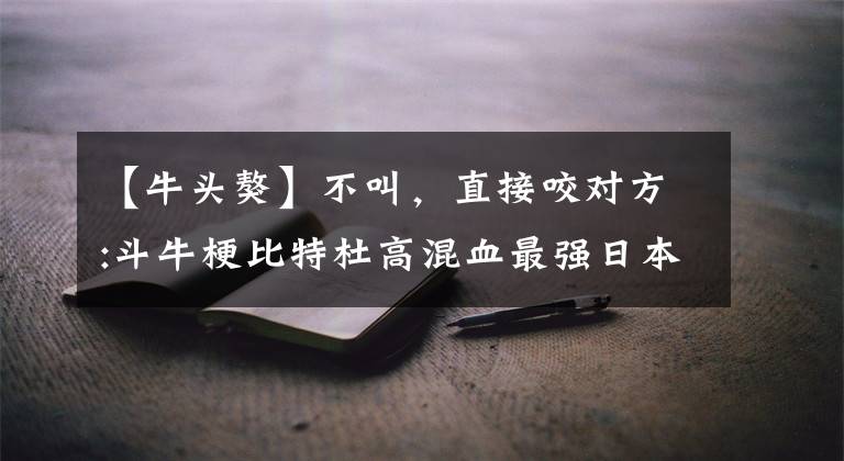 【牛头獒】不叫，直接咬对方:斗牛梗比特杜高混血最强日本无声斗犬