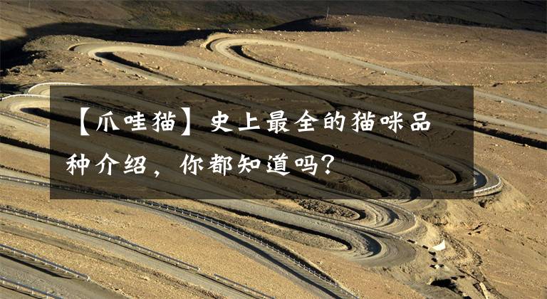【爪哇猫】史上最全的猫咪品种介绍，你都知道吗？