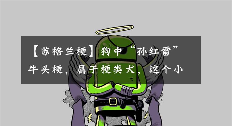 【苏格兰梗】狗中“孙红雷”牛头梗，属于梗类犬，这个小众群体有怎样的魅力？