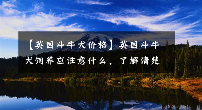【英国斗牛犬价格】英国斗牛犬饲养应注意什么，了解清楚避免犯错