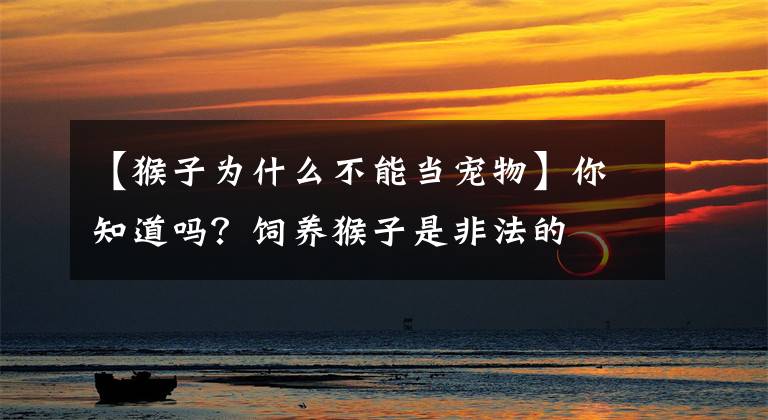 【猴子为什么不能当宠物】你知道吗？饲养猴子是非法的
