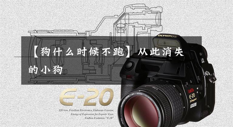 【狗什么时候不跑】从此消失的小狗