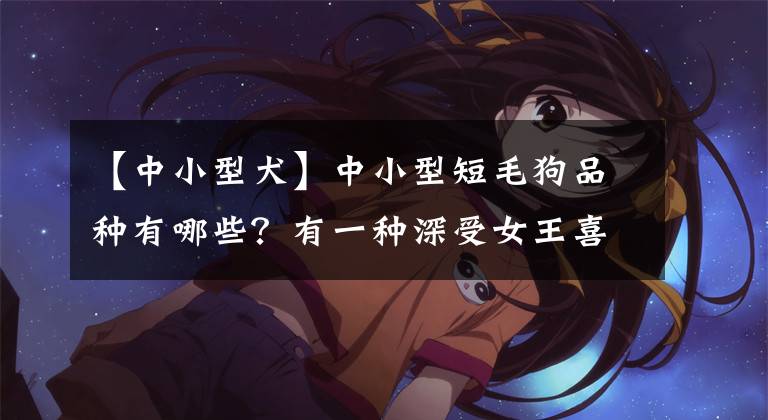 【中小型犬】中小型短毛狗品种有哪些？有一种深受女王喜爱，成为王室宠物