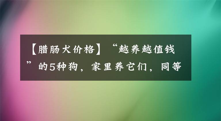 【腊肠犬价格】“越养越值钱”的5种狗，家里养它们，同等于投资