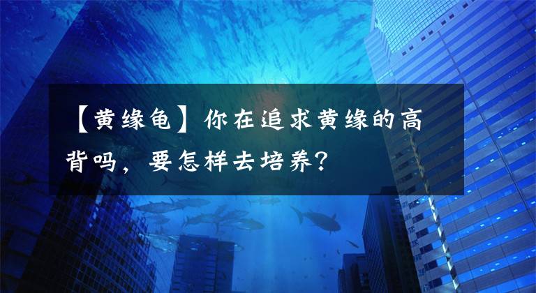 【黄缘龟】你在追求黄缘的高背吗，要怎样去培养？