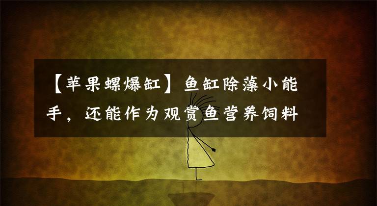 【苹果螺爆缸】鱼缸除藻小能手，还能作为观赏鱼营养饲料，随便养都能爆缸