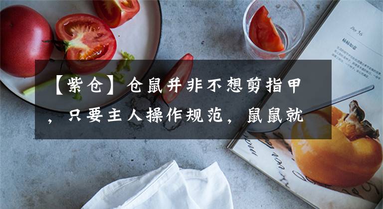 【紫仓】仓鼠并非不想剪指甲，只要主人操作规范，鼠鼠就不会闹脾气了