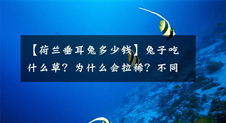 【荷兰垂耳兔多少钱】兔子吃什么草？为什么会拉稀？不同年龄段需要的牧草不一样