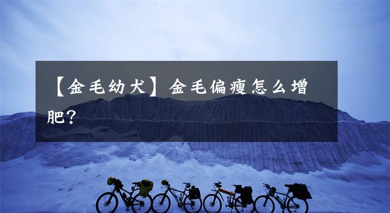 【金毛幼犬】金毛偏瘦怎么增肥？