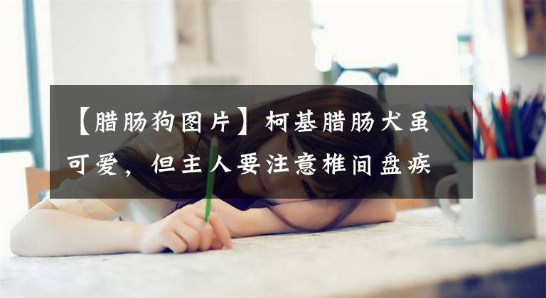 【腊肠狗图片】柯基腊肠犬虽可爱，但主人要注意椎间盘疾病，搞不好会四肢瘫痪