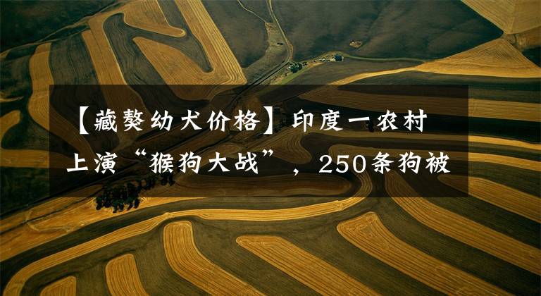 【藏獒幼犬价格】印度一农村上演“猴狗大战”，250条狗被摔死，藏獒能打过猴子吗