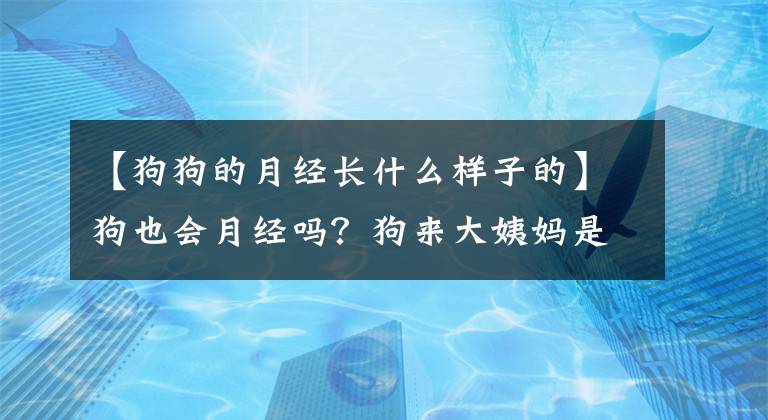 【狗狗的月经长什么样子的】狗也会月经吗？狗来大姨妈是什么样子的？