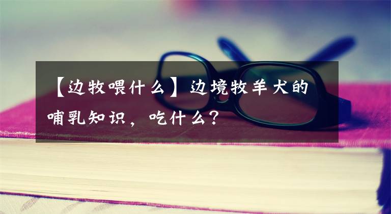 【边牧喂什么】边境牧羊犬的哺乳知识，吃什么？