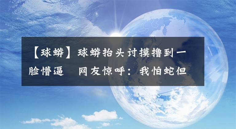 【球蟒】球蟒抬头讨摸撸到一脸懵逼　网友惊呼：我怕蛇但它好可爱！