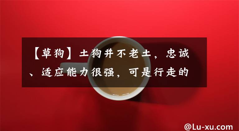 【草狗】土狗并不老土，忠诚、适应能力很强，可是行走的历史活化石