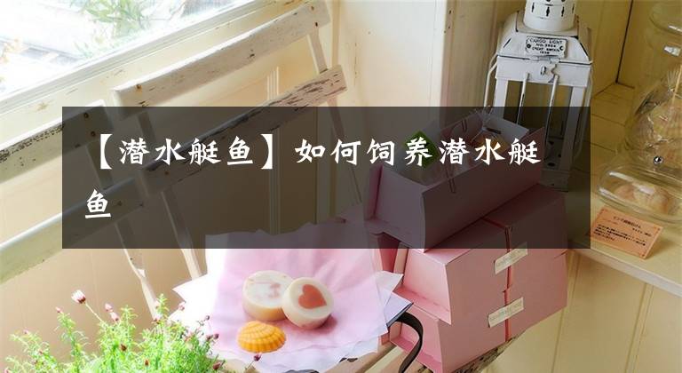【潜水艇鱼】如何饲养潜水艇鱼