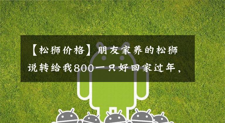 【松狮价格】朋友家养的松狮说转给我800一只好回家过年，这价格贵吗？