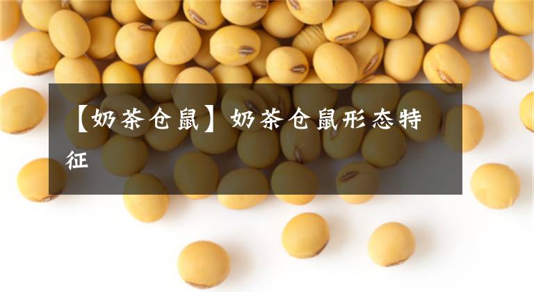 【奶茶仓鼠】奶茶仓鼠形态特征