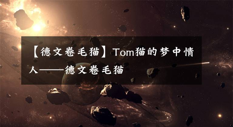 【德文卷毛猫】Tom猫的梦中情人——德文卷毛猫