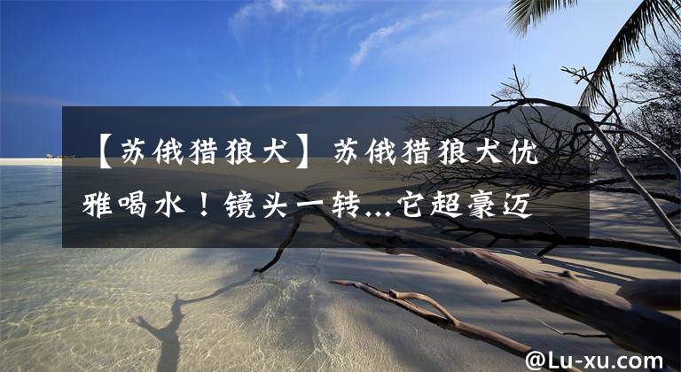 【苏俄猎狼犬】苏俄猎狼犬优雅喝水！镜头一转...它超豪迈灌水　3千人笑翻