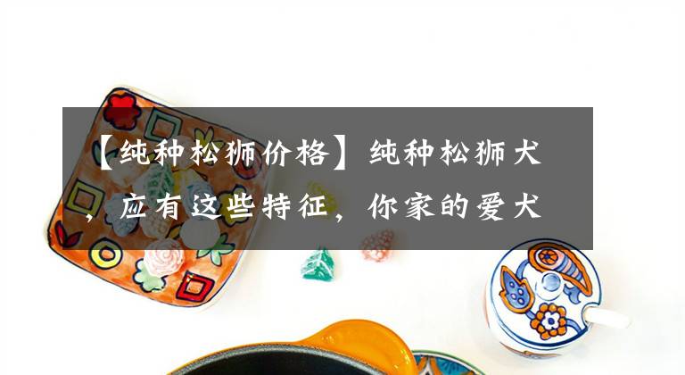 【纯种松狮价格】纯种松狮犬，应有这些特征，你家的爱犬占了几个？