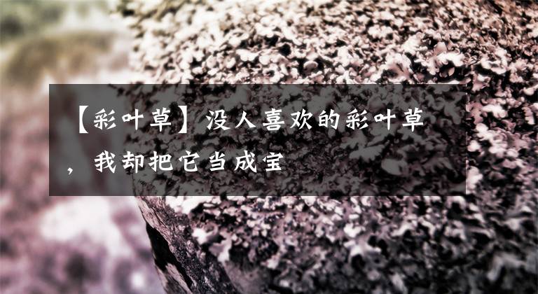 【彩叶草】没人喜欢的彩叶草，我却把它当成宝
