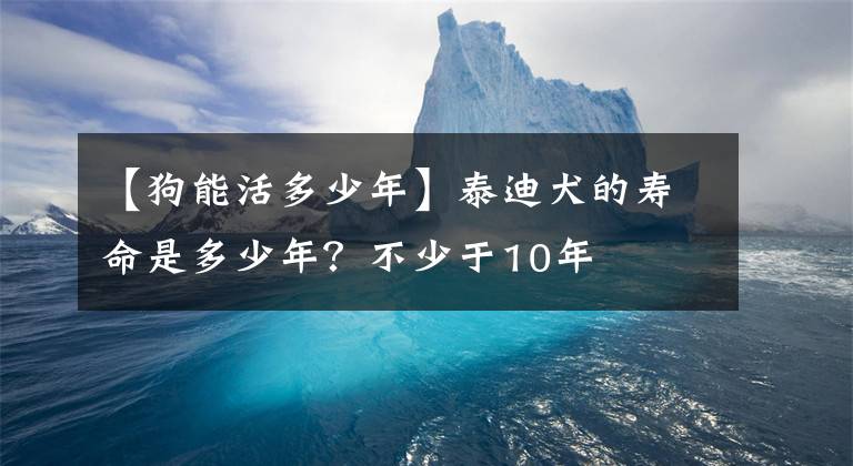 【狗能活多少年】泰迪犬的寿命是多少年？不少于10年