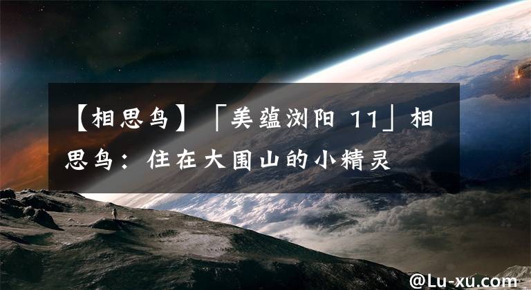 【相思鸟】「美蕴浏阳 11」相思鸟：住在大围山的小精灵